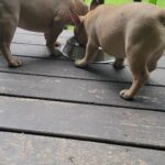 Male and female pup ready for rehome 12weeks old
