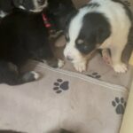 Australian Shepard puppies