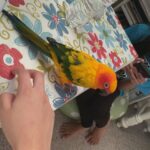 Tamed Sun Conure