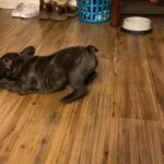 Male Beindle Frenchie