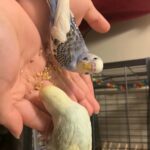 2 young budgies