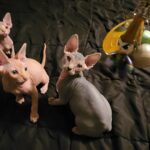 Sphynx Cats For Sale