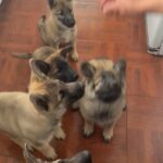 "Beautiful pups for sale! "