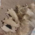 Minature schnauzer pups