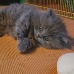 Minuet kittens