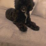 Mini Poodle For Sale