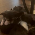 Beautiful puppies