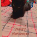 2 Black kittens
