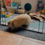 Female rabbit for sale!