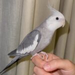TWIN WHITE FACE COCKATIELS (MALE+FEMALE)