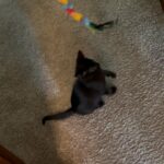 9 week old kitten!