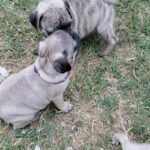Pugs for sale