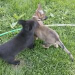 AKC German ShepherdsB