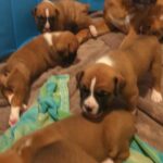 Boxer Puppies