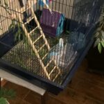 4 parakeets with the cage and nesting box and food