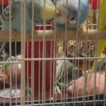 Blue and White Parakeet