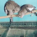 Cockatiel parrots
