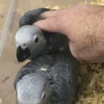 African grey