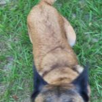 Cute Belgian Malinois Pups for Sale