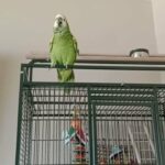 Amazon parrot for sale