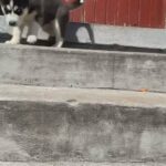 Siberian husky looking for home