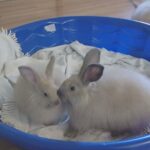 French Angora Rabbits for sale
