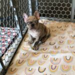 Male Puppy available