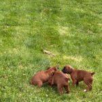 Boxer puppies for Sale