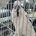 Muluccan Cockatoo 8yo Male with cage