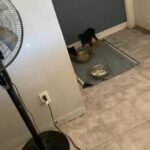 Good home for loving puppies