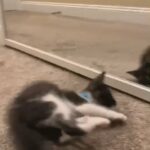 CUTE KITTEN