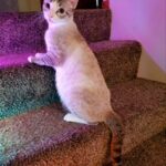 Kittens looking for loving homes