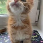 Maine coon UMA