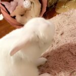 Dwarf mix rabbit for sale