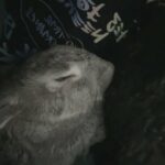 BUNNY FOR SALE!!!