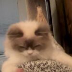 7 months white/ gray kitten with all vaccinations