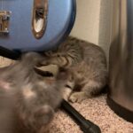 Kitties for sale