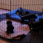AKC Standard Poodle puppies for sale