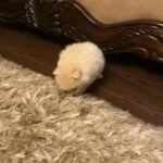 Pure Breed Pomeranian with a Fun Personality!