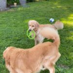 Golden Retriever dogs