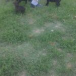 Cane Corso Puppies For Sale