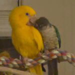 5 yo Male Golden Conure loverboy