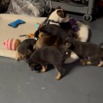 German Shepard puppies