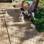 Adorable French Bulldogs