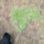 Adorable, playful cockapoos for sale
