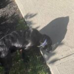 Cerberus needs a new home!