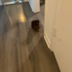 Female Yorkie puppy for sale