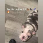 3 male tri merle English puppies looking for furrever home