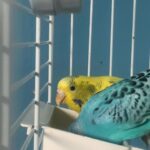 Two Parakeets for sale!!