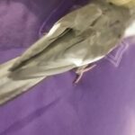 Gray cockatiel and cage